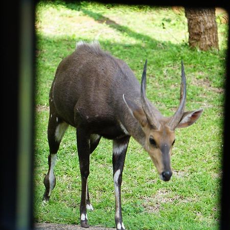 Giraffe Plains Villa Marloth Park Dış mekan fotoğraf