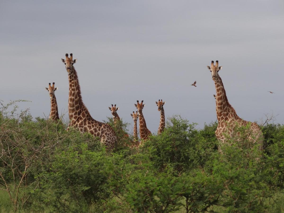 Giraffe Plains Villa Marloth Park Dış mekan fotoğraf