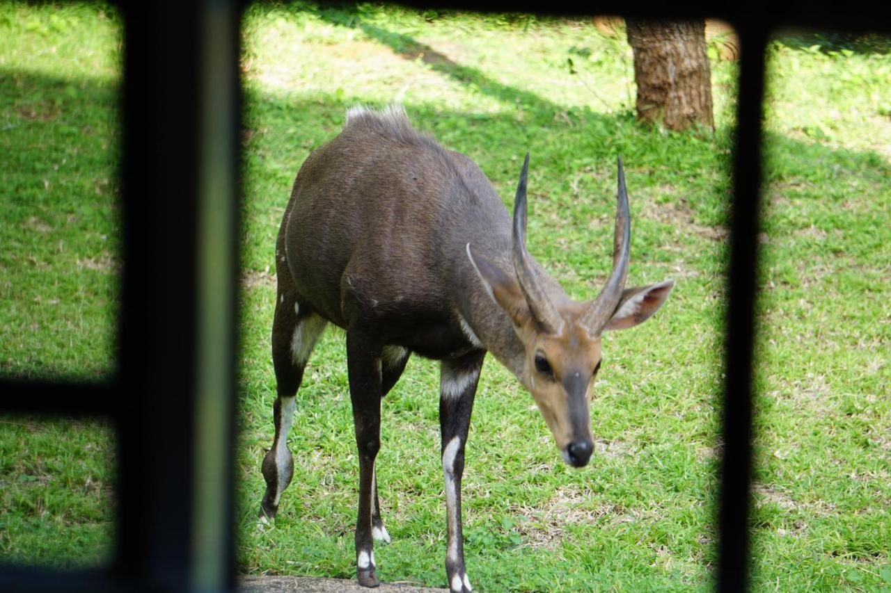 Giraffe Plains Villa Marloth Park Dış mekan fotoğraf